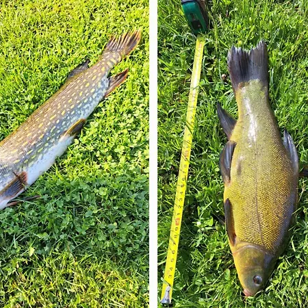 Çiftlik konaklama Kociol Duzy Pisz